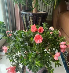 Understanding Azaleas (Mastering the flowering cycle and key care techniques of azaleas to make your garden bloom all year round) 3