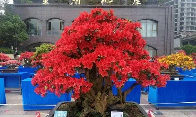 How to scientifically care for azaleas in winter (choosing suitable varieties and environment)1