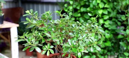 How to scientifically care for azaleas in winter (choosing suitable varieties and environment)2