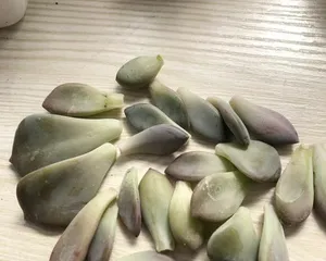 How to solve cracked succulent leaves (Succulent plant care tips, teaching you how to avoid leaf cracking)1