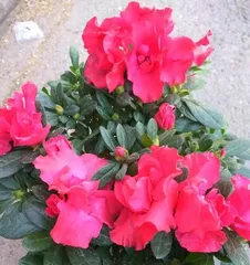 How to scientifically care for azaleas in winter (choosing suitable varieties and environment)3