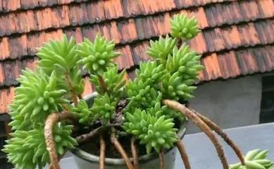 How to solve cracked succulent leaves (Succulent plant care tips, teaching you how to avoid leaf cracking)2
