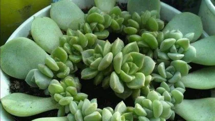 How to solve cracked succulent leaves (Succulent plant care tips, teaching you how to avoid leaf cracking)3