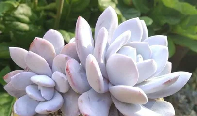 Succulent Snow Lotus Summer Care Guide (How to make your succulent snow lotus thrive in the summer?) 1