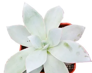 Succulent Snow Lotus Summer Care Guide (How to make your succulent snow lotus thrive in the summer?) 2