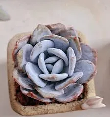 Succulent Snow Lotus Summer Care Guide (How to make your succulent snow lotus thrive in the summer?) 3