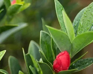 Cultivation methods and care points for Rhododendron Red Camellia (a precious tea tree with excellent quality and rapid growth, suitable for home cultivation) 1