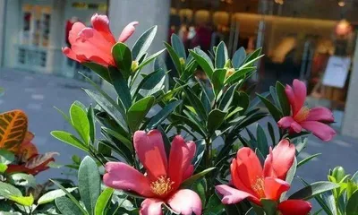 Cultivation methods and care points for Rhododendron Red Camellia (a precious tea tree with excellent quality and rapid growth, suitable for home cultivation) 2