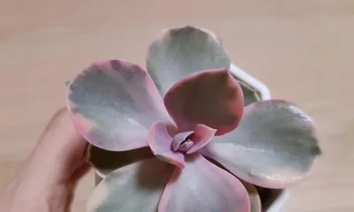 Care Tips for Rainbow Succulents (Creating Thick Leaves, Increasing Ornamental Value) 1