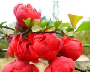 Begonia Tree Bonsai Care Methods and Precautions (Creating a Beautiful Begonia Tree Bonsai, Starting with Care) 1