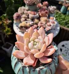 Care Tips for Rainbow Succulents (Creating Thick Leaves, Increasing Ornamental Value) 2