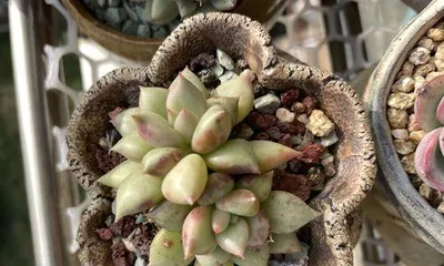 How to care for Succulent Ivory, manage its condition well? (Essential skills for creating a beautiful succulent garden)1