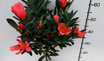 Cultivation methods and care points for Rhododendron Red Camellia (a precious tea tree with excellent quality and rapid growth, suitable for home cultivation) 3