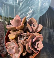 Care Tips for Rainbow Succulents (Creating Thick Leaves, Increasing Ornamental Value) 3