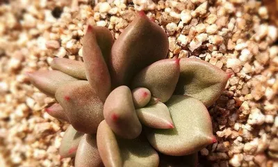 How to care for Succulent Ivory, manage its condition well? (Essential skills for creating a beautiful succulent garden)2