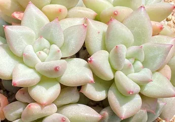 How to care for Succulent Ivory, manage its condition well? (Essential skills for creating a beautiful succulent garden)3
