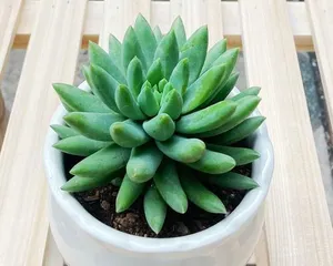 Planting and Care Methods for Succulent Buddha