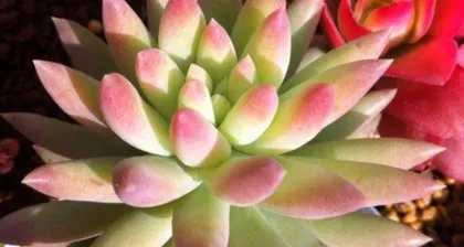 Planting and Care Methods for Succulent Buddha