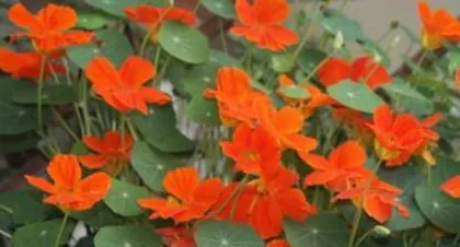 Nasturtium Blooming Time and Care Tips (From Planting to Blooming, These Are Questions You Must Know) 1