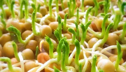 Planting and Care Methods for Succulent Buddha