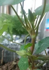 Nasturtium Blooming Time and Care Tips (From Planting to Blooming, These Are Questions You Must Know) 2