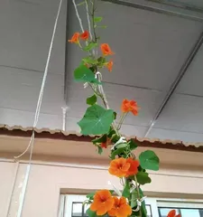 Nasturtium Blooming Time and Care Tips (From Planting to Blooming, These Are Questions You Must Know) 3
