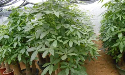 How to make Lucky Bamboo thrive? (A complete care guide for Lucky Bamboo, even beginners can do it!) 1