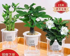 How to make Lucky Bamboo thrive? (A complete care guide for Lucky Bamboo, even beginners can do it!) 2