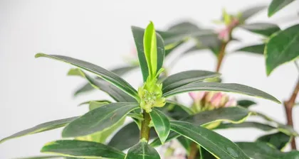 Planting and Care of Duanxiang Flowers (for Better Growth) 1