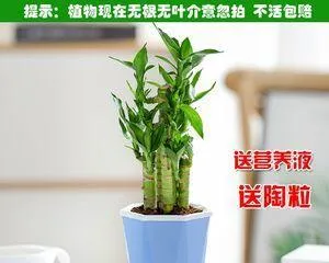 How to make Lucky Bamboo thrive? (A complete care guide for Lucky Bamboo, even beginners can do it!) 3