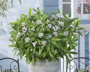 Planting and Care of Duanxiang Flowers (for Better Growth) 2