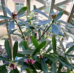 Planting and Care of Duanxiang Flowers (for Better Growth) 3