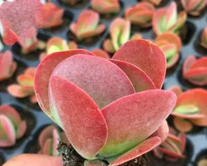 Cotyledon orbiculata Care Guide (Creating a Beautiful and Healthy Succulent Garden) 1