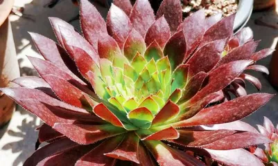 Cultivation and Care of Succulent Wizard (Easily Master the Key Care Points of Succulent Wizard) 1