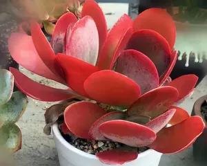 Cotyledon orbiculata Care Guide (Creating a Beautiful and Healthy Succulent Garden) 2