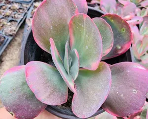 Cotyledon orbiculata Care Guide (Creating a Beautiful and Healthy Succulent Garden) 3