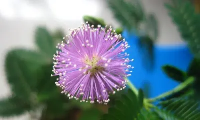 How to Successfully Grow a Lush Sensitive Plant? (A detailed guide to make your sensitive plant bloom profusely!) 1