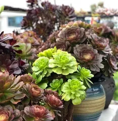 Cultivation and Care of Succulent Wizard (Easily Master the Key Care Points of Succulent Wizard) 2