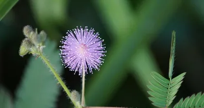 How to Successfully Grow a Lush Sensitive Plant? (A detailed guide to make your sensitive plant bloom profusely!) 2