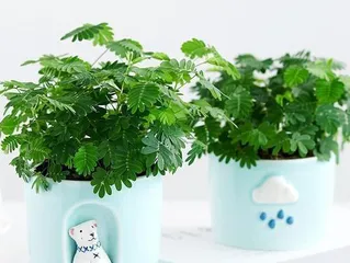 How to Successfully Grow a Lush Sensitive Plant? (A detailed guide to make your sensitive plant bloom profusely!) 3