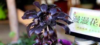 Cultivation and Care of Succulent Wizard (Easily Master the Key Care Points of Succulent Wizard) 3