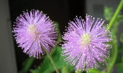The Truth About Mimosa Pudica - Can It Be Safely Grown at Home? (Analysis of Toxicity, Detailed Care Guide) 2