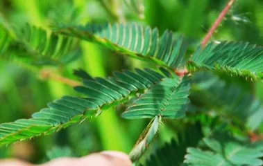 The Truth About Mimosa Pudica - Can It Be Safely Grown at Home? (Analysis of Toxicity, Detailed Care Guide) 3