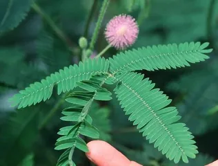 Sensitive Plant (Understanding its Toxicity and Care Methods) 1