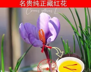 如何在家中盆栽藏红花（盆栽种植方法、品种选择与养护技巧）1