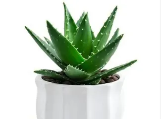 打造不夜城芦荟爆盆养护攻略（从选盆到养护，全方位解读不夜城芦荟爆盆养护技巧）1