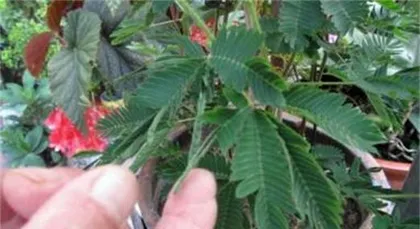 Sensitive Plant (Understanding its Toxicity and Care Methods) 2