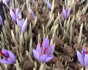 如何在家中盆栽藏红花（盆栽种植方法、品种选择与养护技巧）2