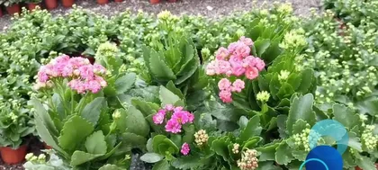 A Comprehensive Analysis of Succulent Plants (Understanding Varieties, Characteristics, and Care Methods) 1