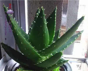 打造不夜城芦荟爆盆养护攻略（从选盆到养护，全方位解读不夜城芦荟爆盆养护技巧）2